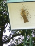Vogelschiessen-Sonntag-100.jpg