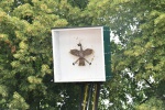 MMO_4304.JPG