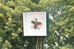 MMO_4306.JPG